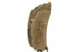 Fossil Triceratops Rib Section w/ Metal Stand - South Dakota #378568-2